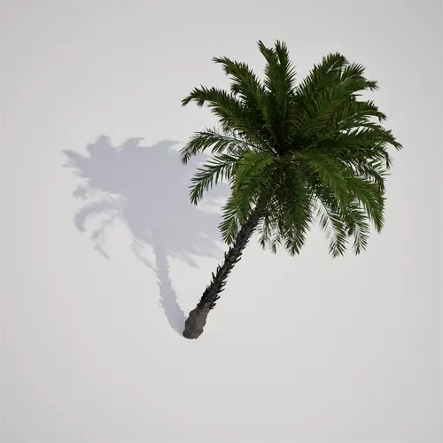 palm tree 3d asset