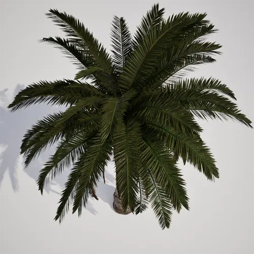 tropical landscape palm asset