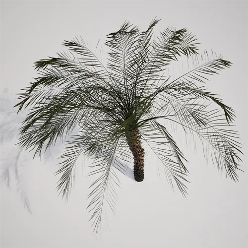 tropical landscape foliage