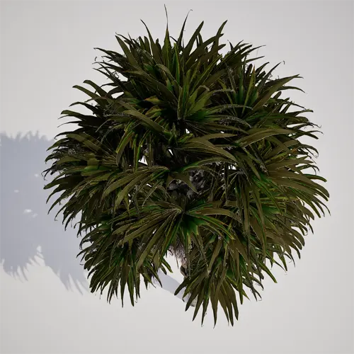 tropical palm tree 3d asset