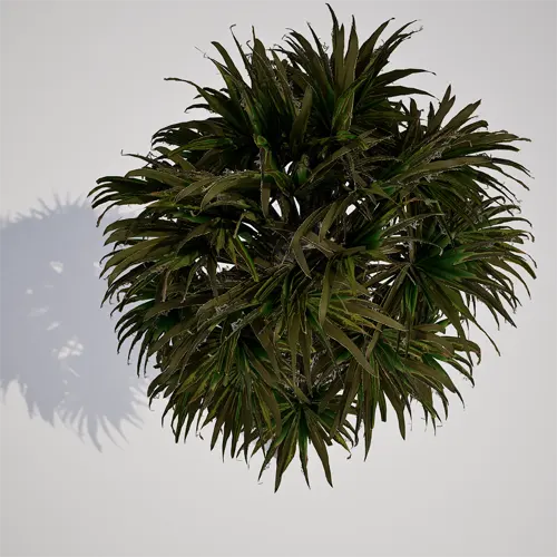 coastal landscape palm tree