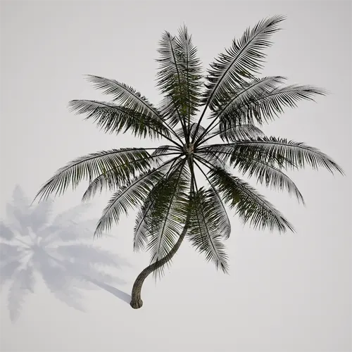 slender tropical palm model
