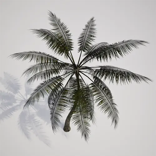 tropical landscape palm tree