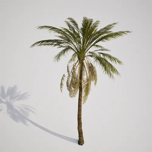palm tree 3d model