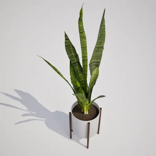 Snake Plant 3D model