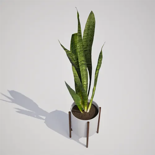Snake Plant 3D model