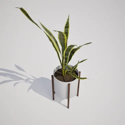 Snake Plant 3D asset