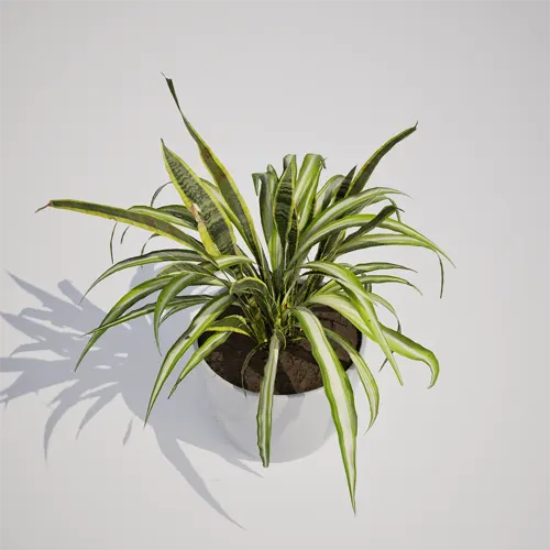 spider plant 3d model