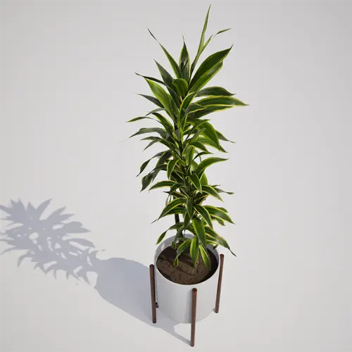 variegated houseplant asset