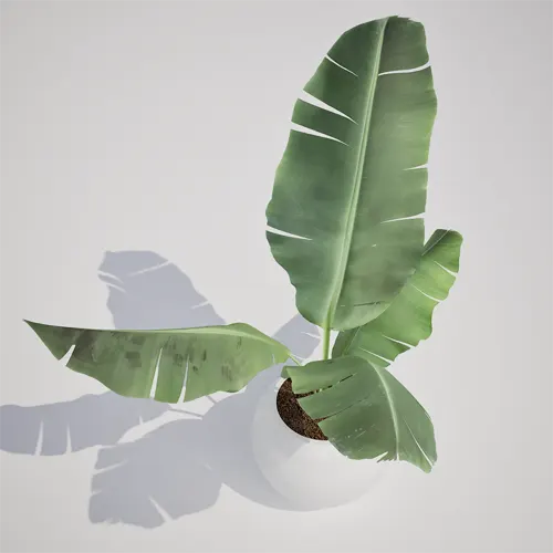 3d banana plant model