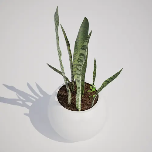 snake plant 3d asset