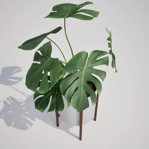 Monstera Deliciosa 3D model