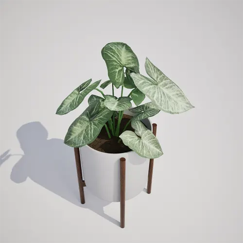 Syngonium podophyllum 3D model