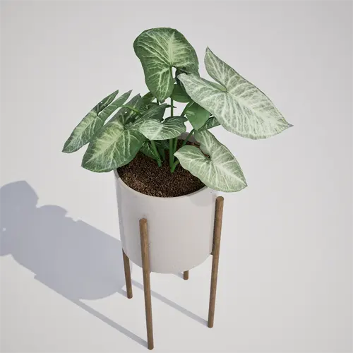 Syngonium podophyllum 3D model
