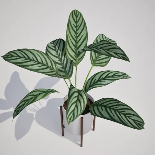Rattlesnake Calathea 3D model