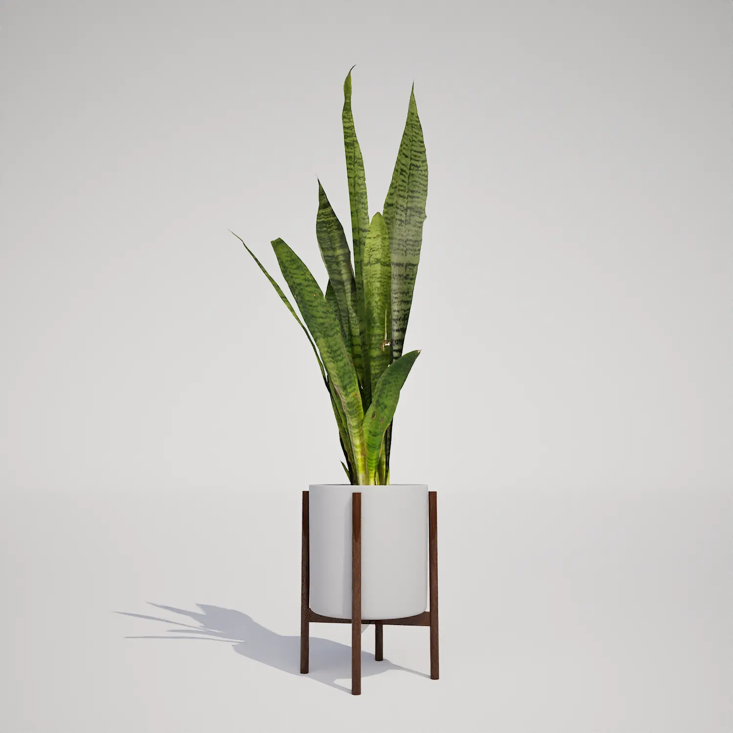 Free Potted Snake Plant in Mid-Century Stand