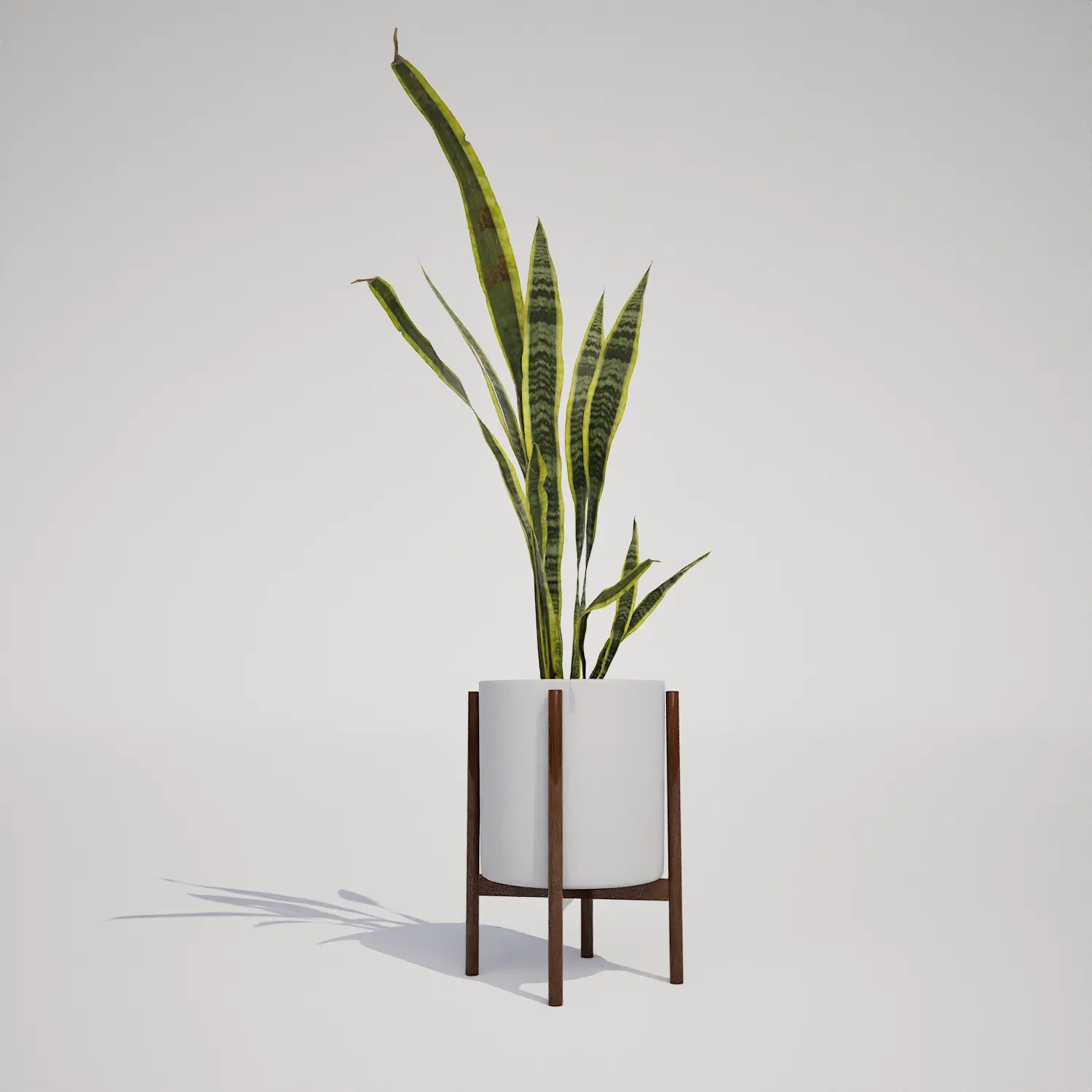 Free Snake Plant in Mid-Century Modern Planter