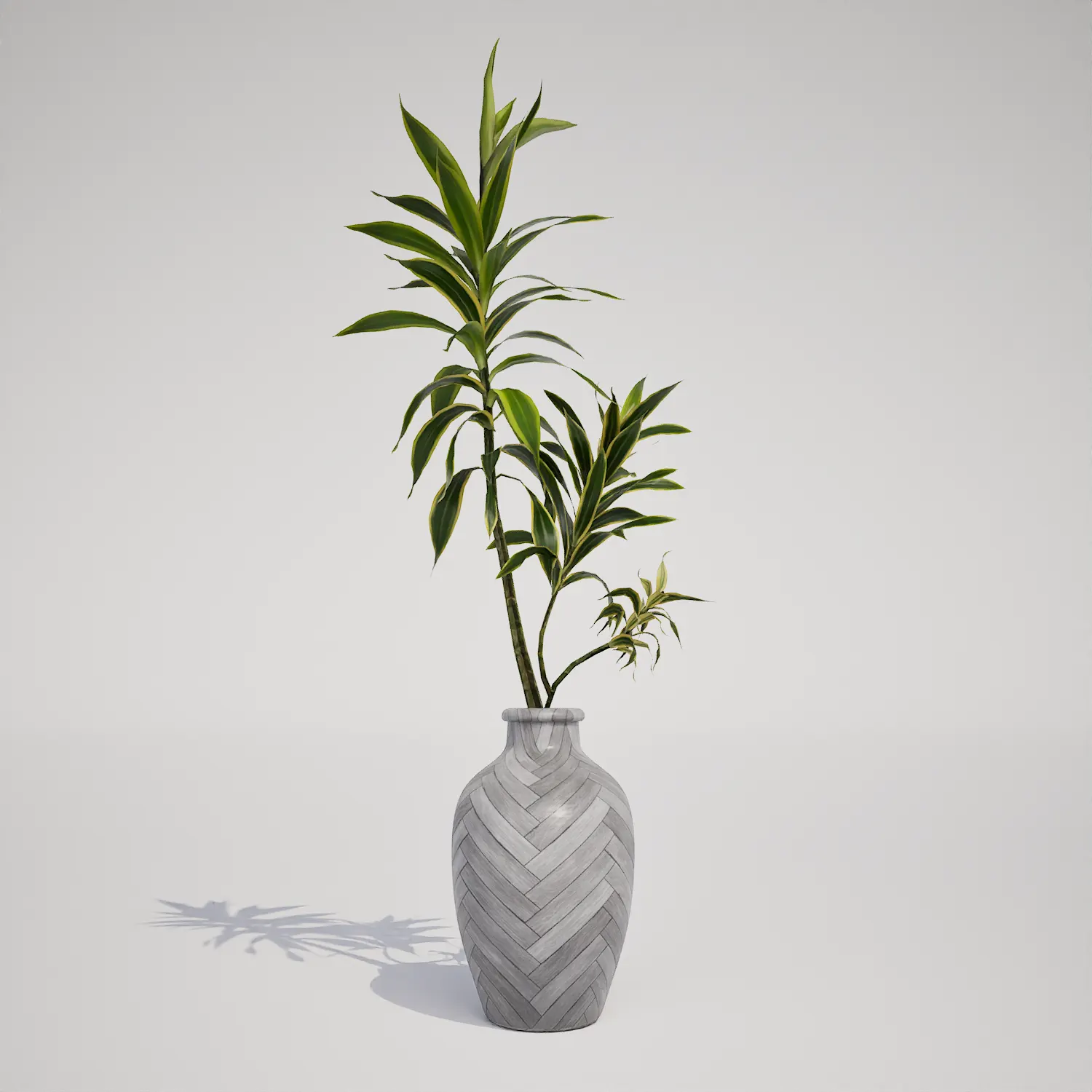 Free Potted Dracaena Cane Houseplant Asset