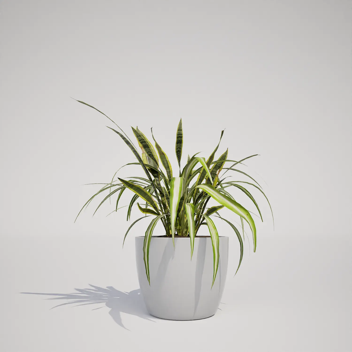 Free Potted Variegated Spider Plant 3D Asset