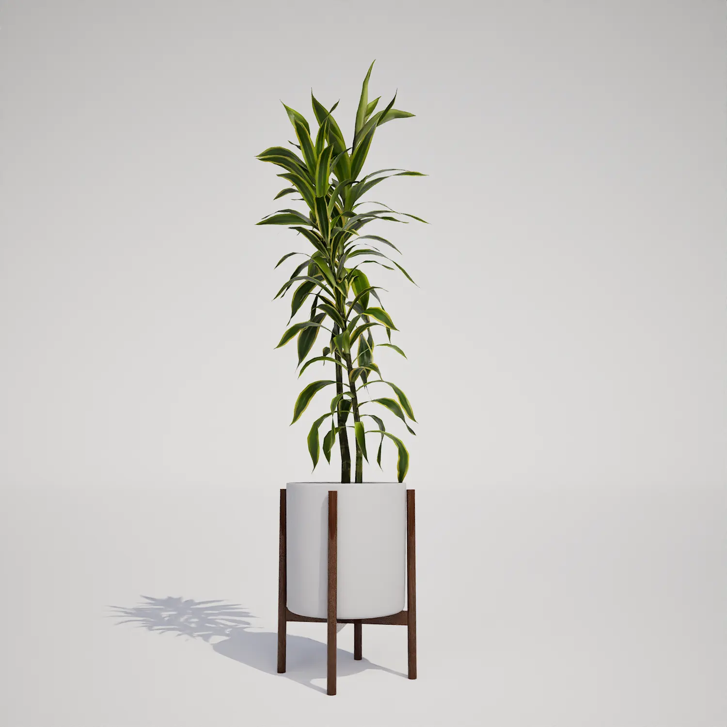Free Variegated Indoor Houseplant in Modern Planter