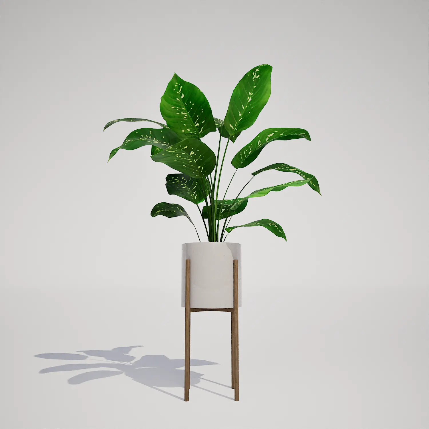 Free Dieffenbachia in Mid-Century Modern Planter