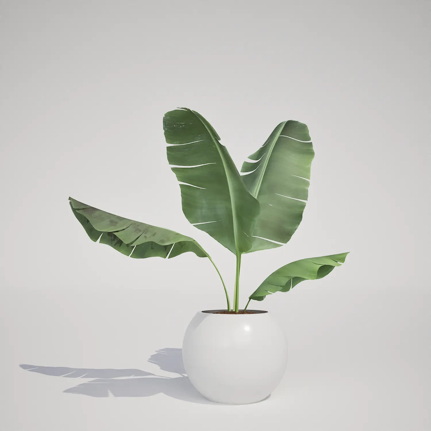 Free Potted Banana Plant Houseplant
