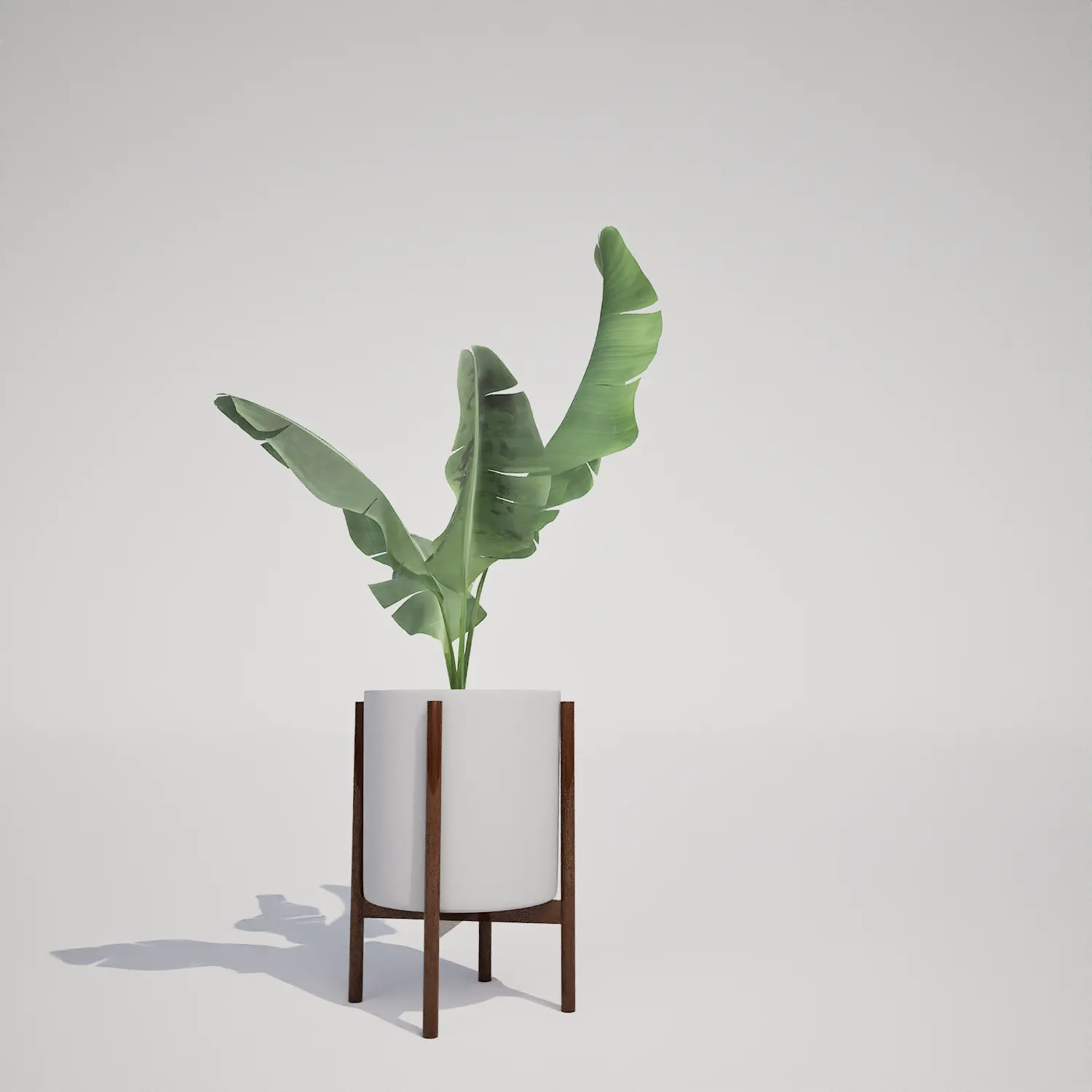 Free Potted Banana Leaf Houseplant