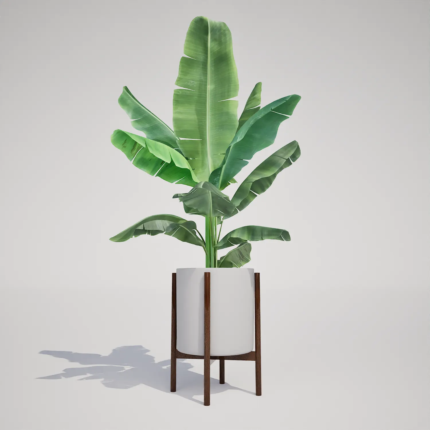 Free Potted Banana Houseplant in Mid-Century Stand