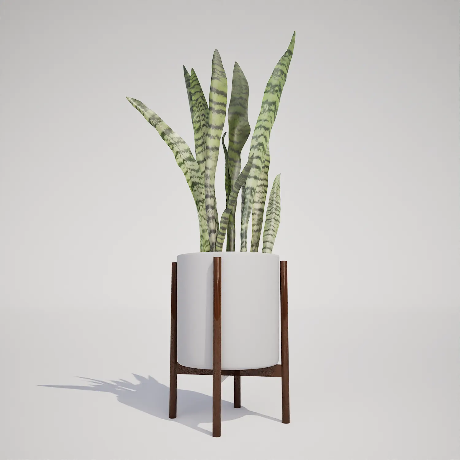 Free Snake Plant in Mid-Century Modern Planter