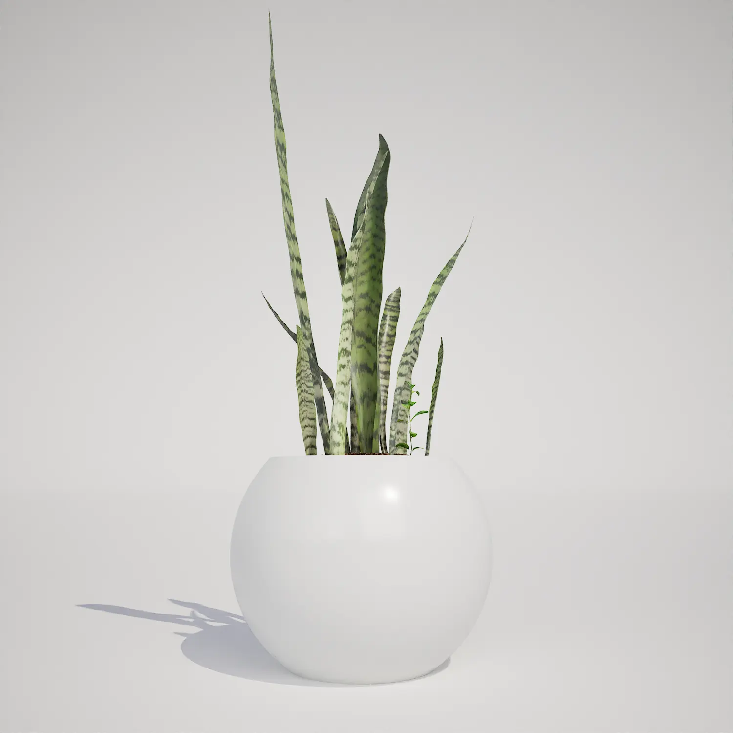 Free Snake Plant in White Sphere Pot 3D Asset