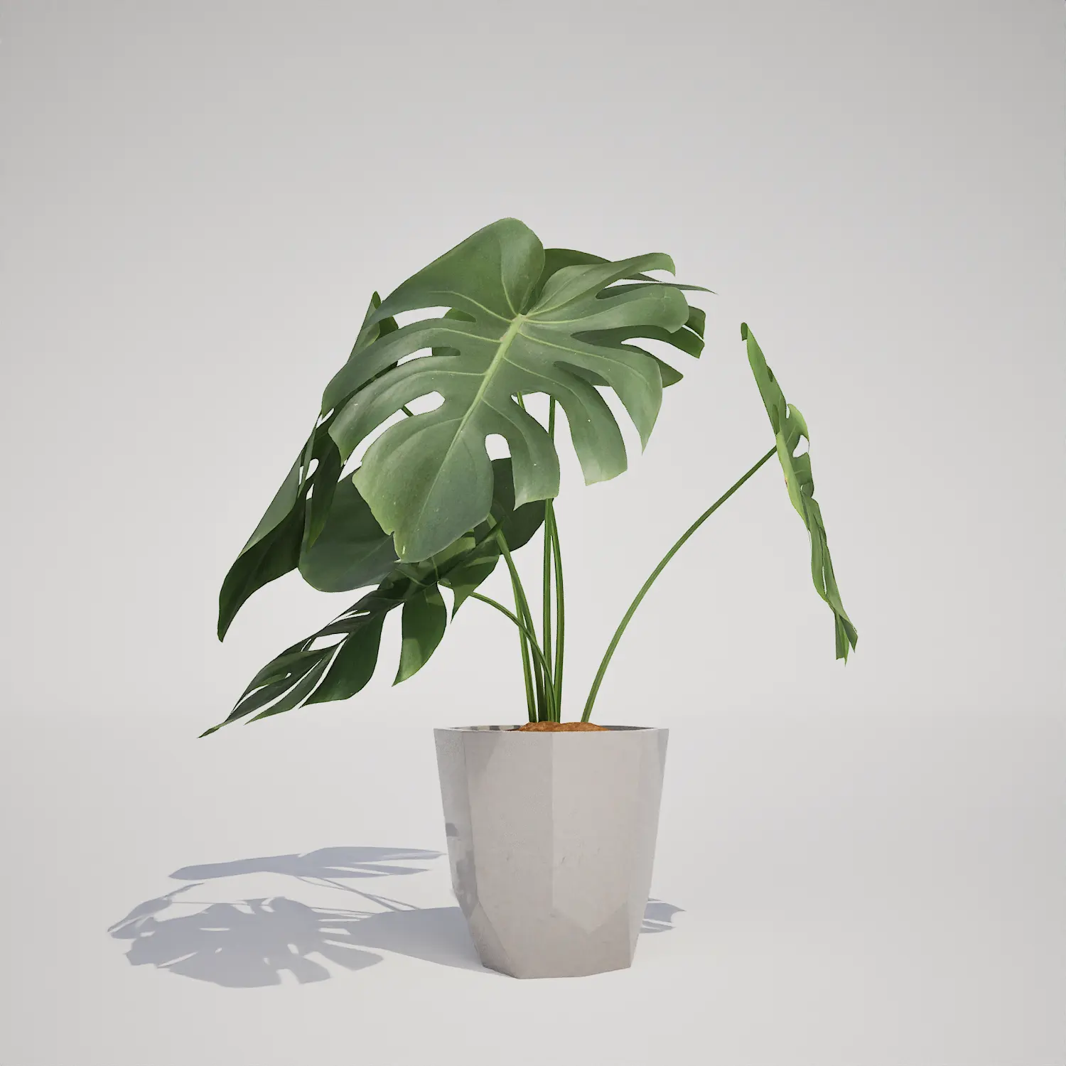 Monstera Deliciosa Houseplant in Geometric Planter