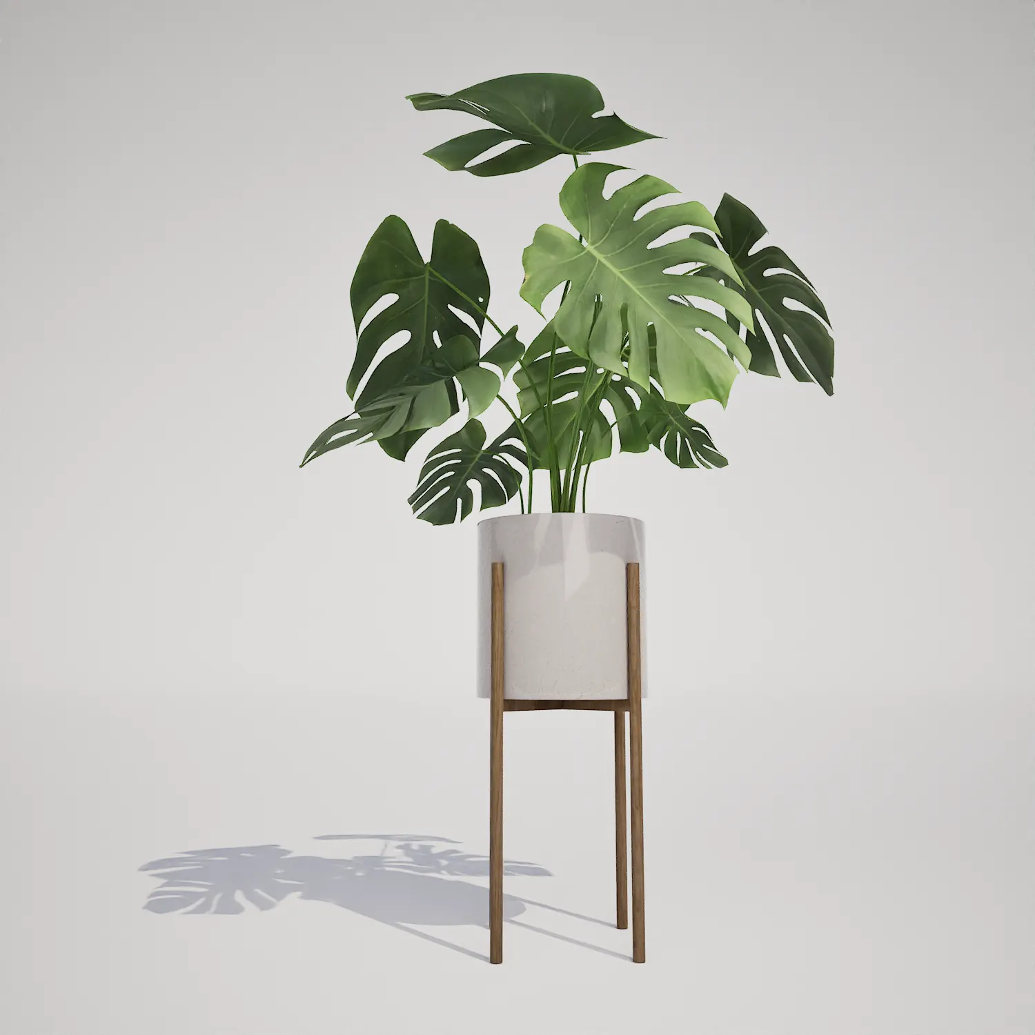 Monstera Deliciosa with Mid-Century Stand | Free