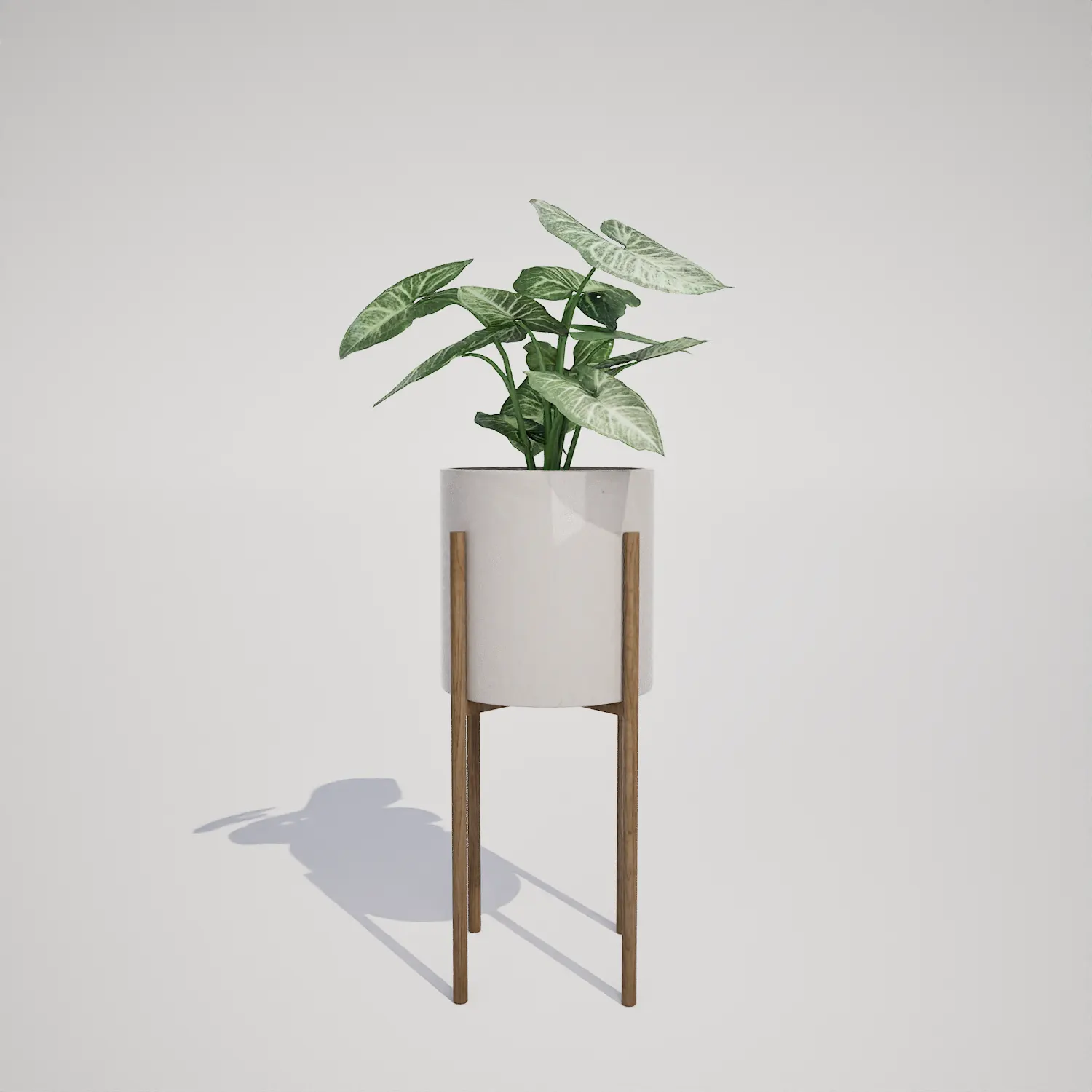 Syngonium podophyllum Arrowhead Plant in Modern Stand | Free