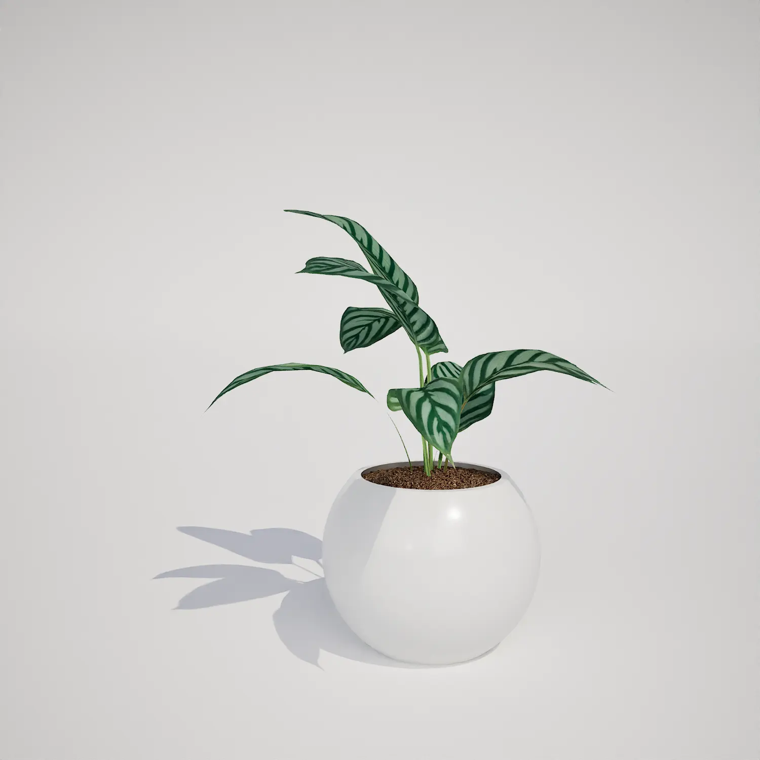 Potted Houseplant | Free 3D Asset