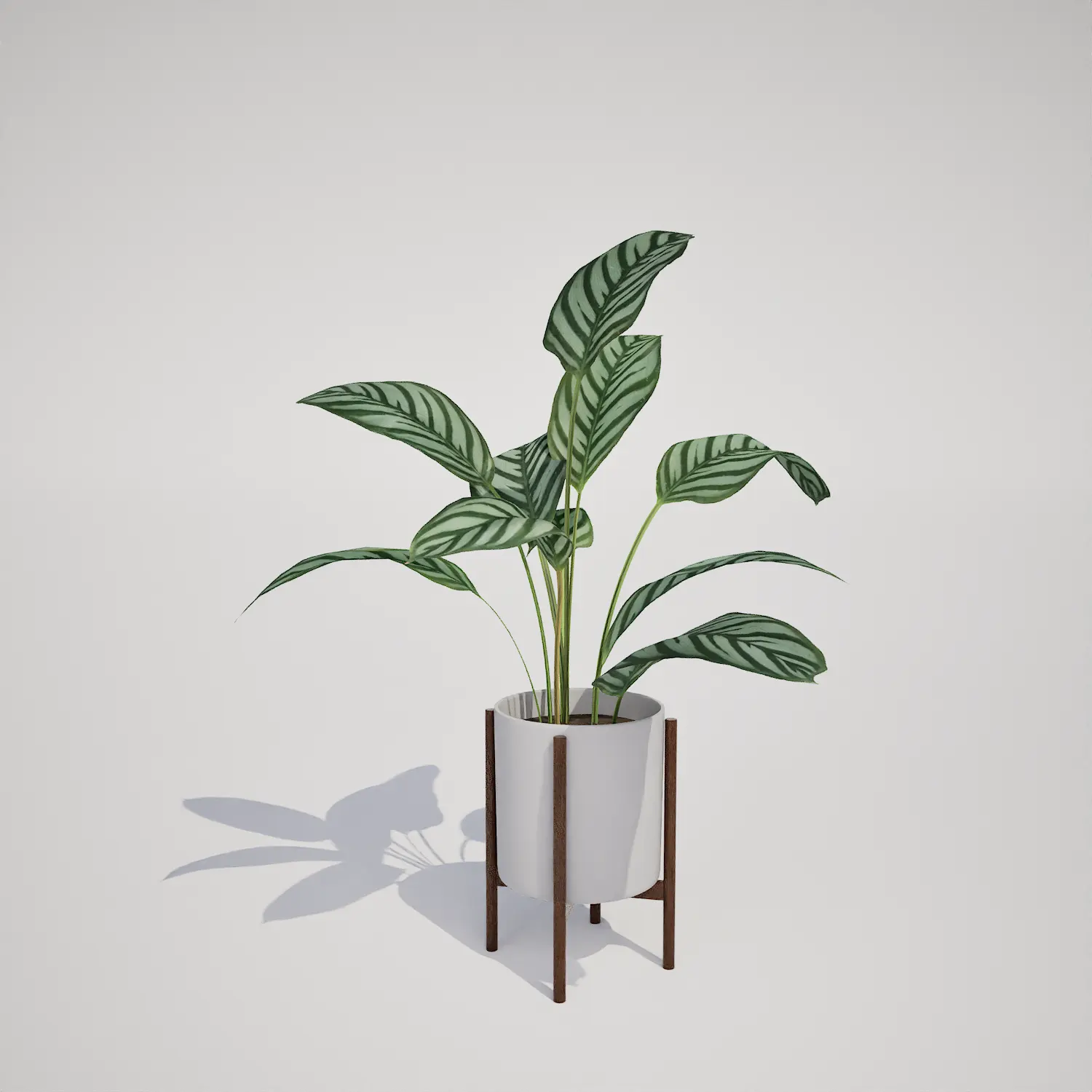 Potted Rattlesnake Calathea Houseplant | Free  3D Asset