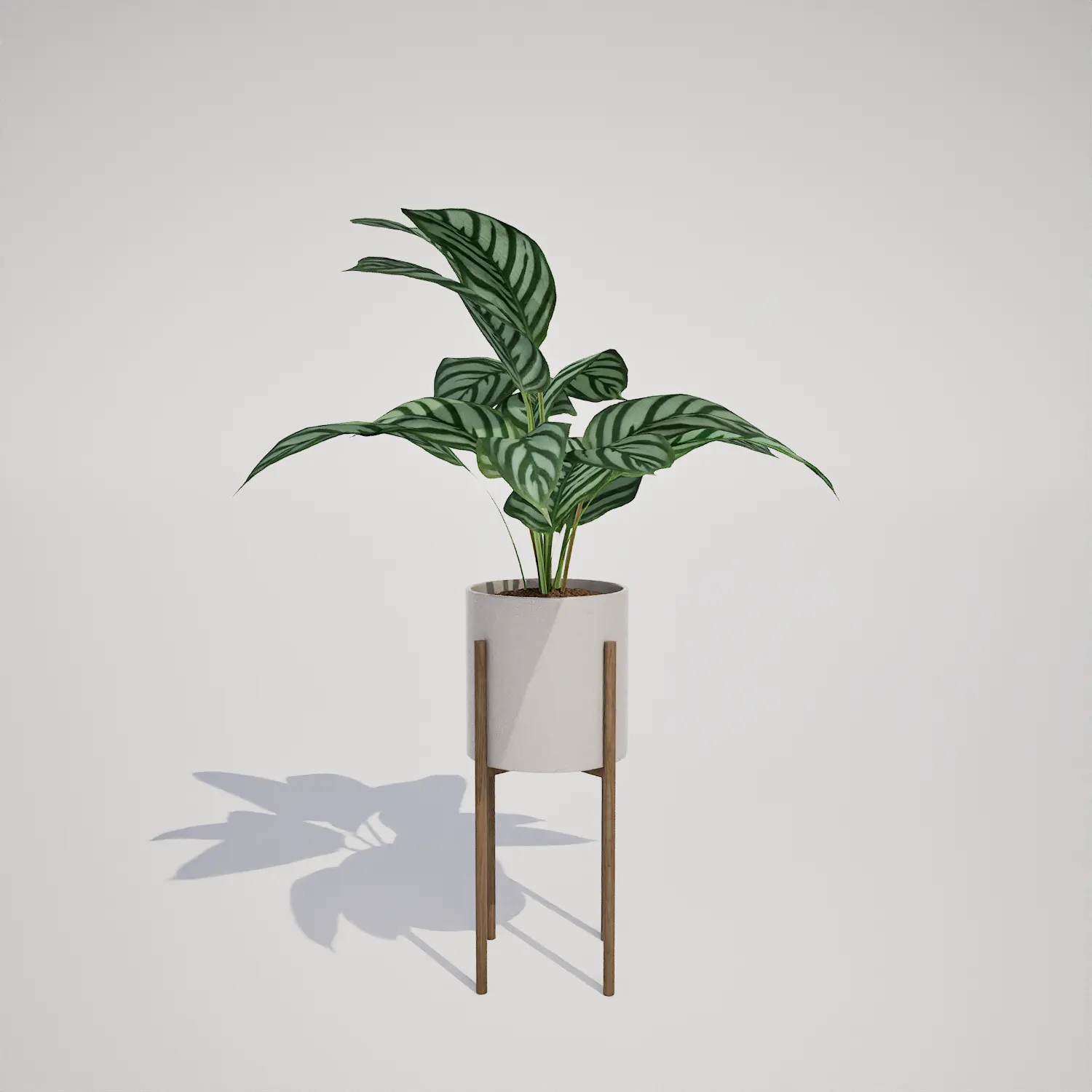 Pinstripe Calathea Houseplant | Free 3D Asset