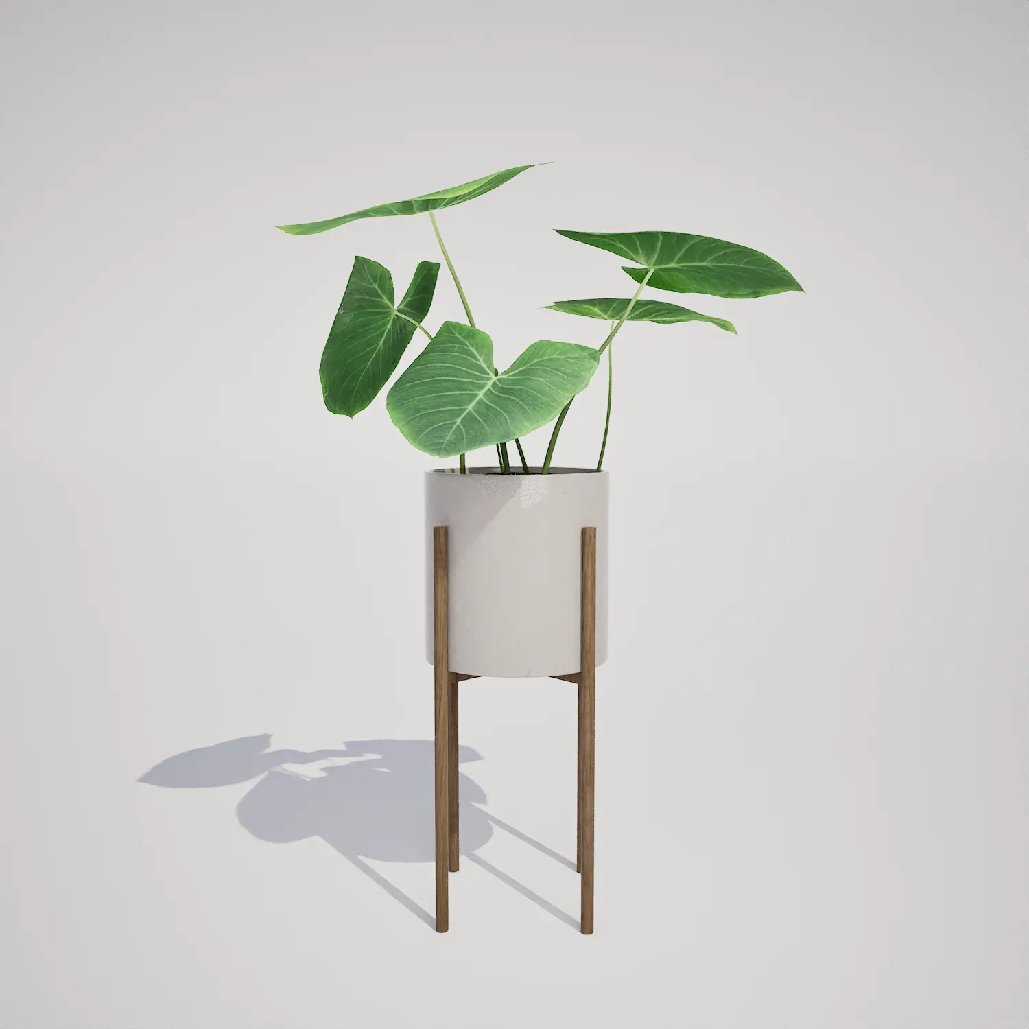 Potted Tropical Houseplant 3D Asset | Free