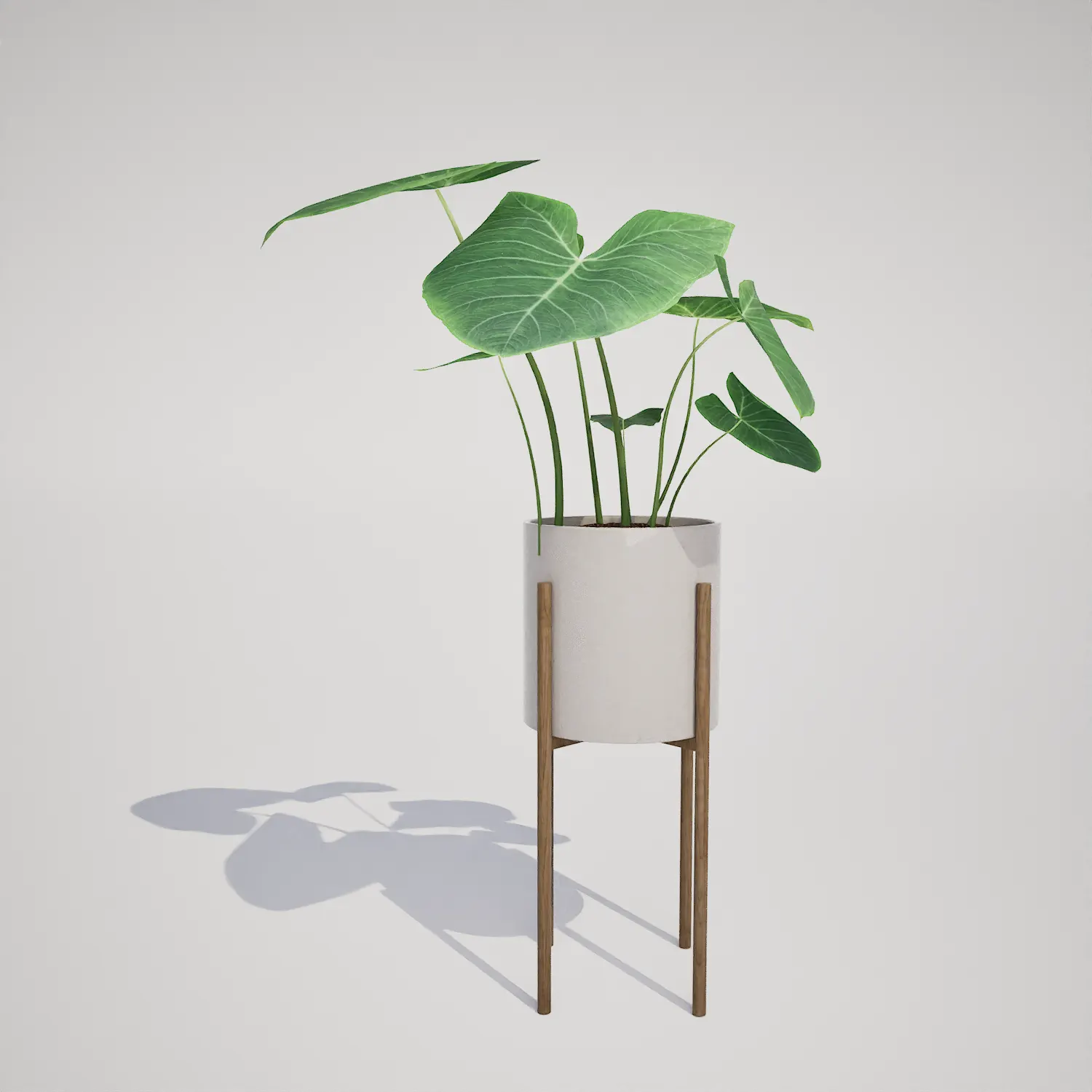 Free Potted Alocasia Houseplant on Wooden Stand