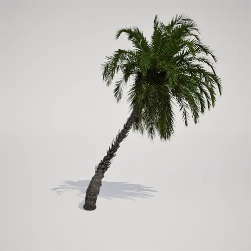 slanted tropical palm