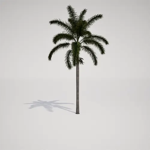 tropical palm asset