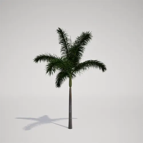 tropical royal palm 3d asset