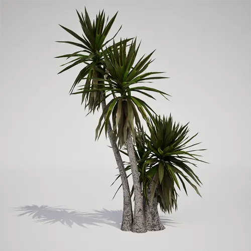 multi-stemmed tropical palm