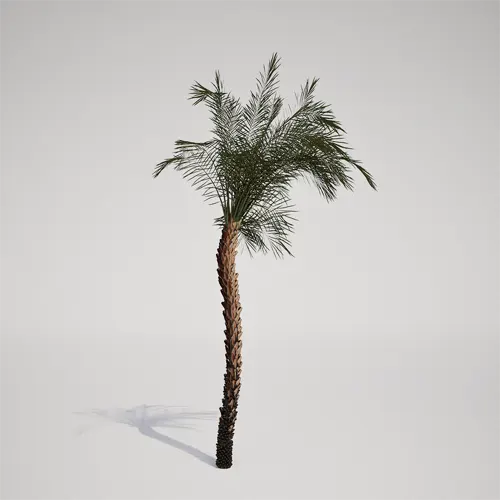 slender palm 3D asset