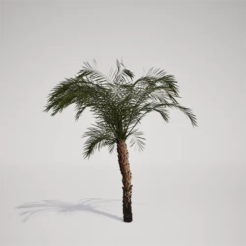 palm tree asset