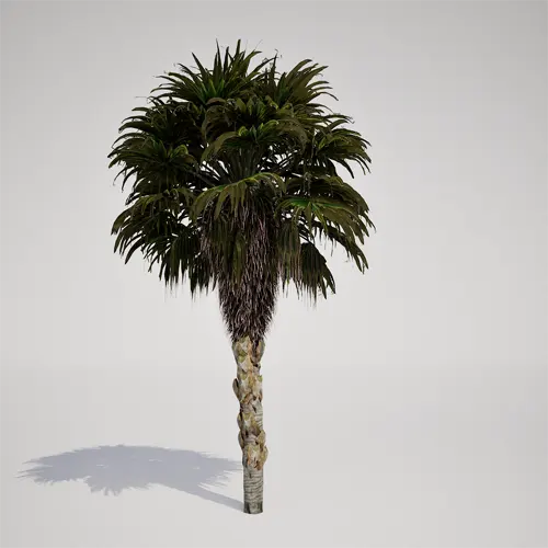 fan palm model