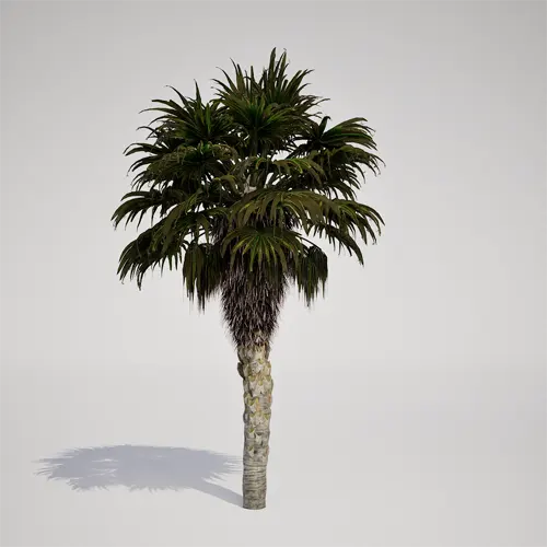 fan palm asset