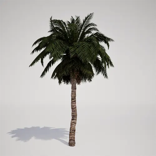 tropical palm asset