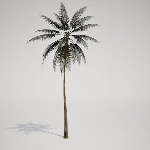 tall tropical palm tree