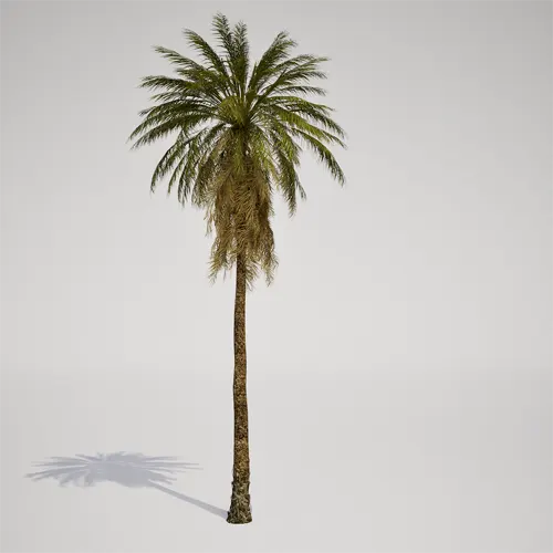 tall palm 3d asset