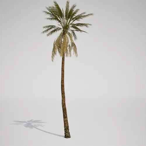 tall palm tree asset